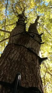 Silent Approach Tree Climbing System